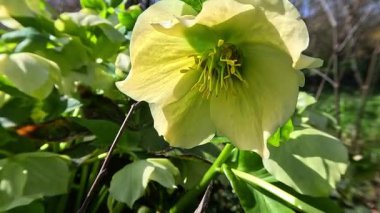 Noel gülü Hellebores Hellebore sp., Sarı-yeşil çiçekler karşı bahçede