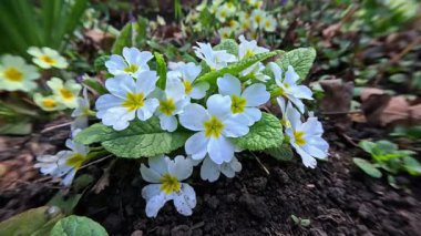 Primula veris, uzun ömürlü süs bitkisi baharın başlarında bahçede sarı çiçeklerle çiçek açıyor.