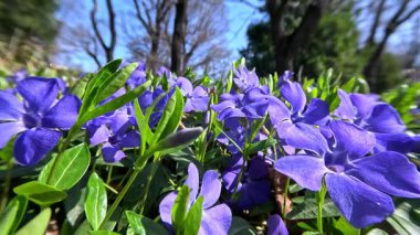 Vinca minör, bahçedeki baharda, Odessa 'da bir bitki örtüsünün mavi çiçekleri.