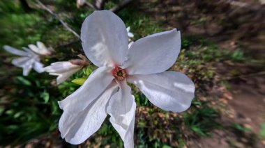 Baharda bahçede beyaz manolya çiçeği, Ukrayna