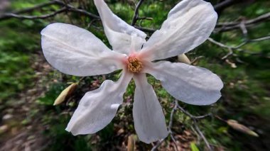 Baharda bahçede beyaz manolya çiçeği, Ukrayna