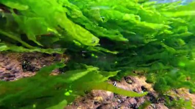 Yeşil algler Enteromorpha bağırsağı ve küçük yumuşakçalar Mollusk Theodoxus Karadeniz kıyısındaki kayalar üzerinde, sualtı manzarası