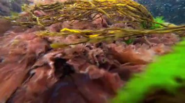 Karadeniz kıyısındaki kayalıklarda kırmızı ve yeşil algler (Enteromorpha, Scytosiphon, Porphyra) salınır.