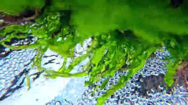 Aşağıdan yukarıya sualtı görüntüsü, Karadeniz kıyısındaki kayalıklarda bulunan yeşil algler Enteromorpha bağırsakları, sualtı manzarası.