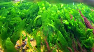 Yeşil algler Enteromorpha bağırsağı ve küçük yumuşakçalar Mollusk Theodoxus Karadeniz kıyısındaki kayalar üzerinde, sualtı manzarası