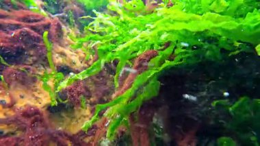 Karadeniz 'de ilkbaharda Karadeniz kıyısında sallanan yeşil yosun Enteromorpha bağırsakları.