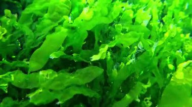 Karadeniz 'de ilkbaharda Karadeniz kıyısında sallanan yeşil yosun Enteromorpha bağırsakları.