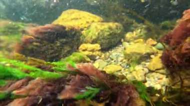 Kızıl alg Porphyra ve yeşil alg Cladophora kıyıya yakın kayalıklarda, Karadeniz 'de temiz suda büyüyorlar..