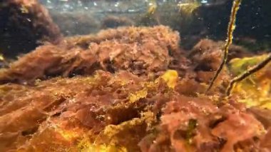 Karadeniz kıyısındaki kayalıklarda, berrak sularda yetişen kırmızı alg Porphyra..