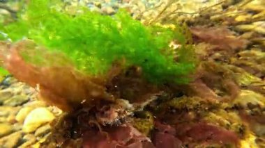 Kızıl alg Porphyra ve yeşil alg Cladophora kıyıya yakın kayalıklarda, Karadeniz 'de temiz suda büyüyorlar..