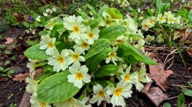 Primula veris, uzun ömürlü süs bitkisi baharın başlarında bahçede sarı çiçeklerle çiçek açıyor.