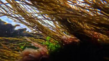 Aşağıdan yukarıya doğru bir manzara, Karadeniz kıyısındaki kayalarda, berrak sularda büyüyen lifli yosunlar,.