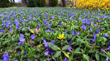 Cüce menekşe Vinca minör, toprak örtüsü süs bitkisi baharda bahçede mavi çiçeklerle çiçek açar.