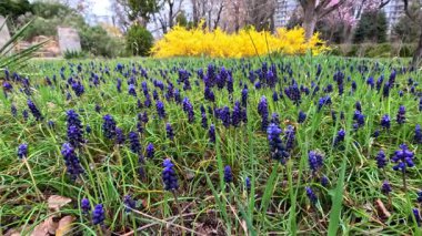 Muscari botryoides - mavi küme şeklinde çiçekli bir bitki grubu