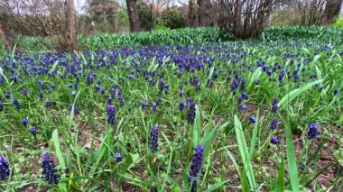 Muscari botryoides - mavi küme şeklinde çiçekli bir bitki grubu