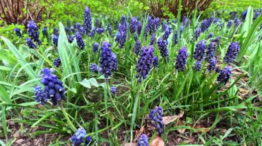 Muscari botryoides - mavi küme şeklinde çiçekli bir bitki grubu