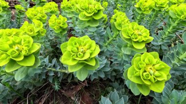 Dekoratif bahçe spreyi Euphorbia sp. Baharda bahçede çiçek açar.