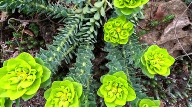 Dekoratif bahçe spreyi Euphorbia sp. Baharda bahçede çiçek açar.