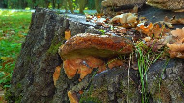 Phellinus Robustus - Ukrayna 'da bir bahçede yaşlı bir meşe ağacının üzerinde saprofitik ahşap mantar.