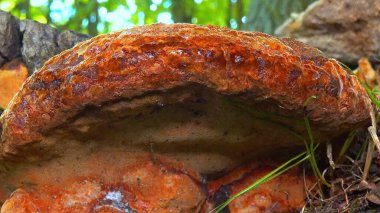 Phellinus Robustus - Ukrayna 'da bir bahçede yaşlı bir meşe ağacının üzerinde saprofitik ahşap mantar.