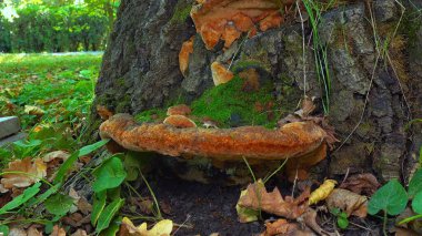 Phellinus Robustus - Ukrayna 'da bir bahçede yaşlı bir meşe ağacının üzerinde saprofitik ahşap mantar.