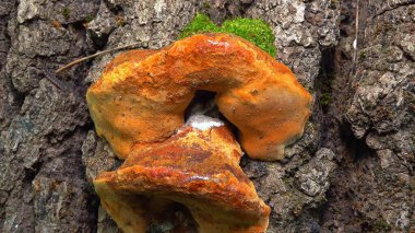 Phellinus robustus - safirtik ahşap mantar bir bahçede yaşlı bir meşe ağacının kütüğünde