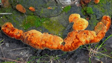 Phellinus robustus - safirtik ahşap mantar bir bahçede yaşlı bir meşe ağacının kütüğünde