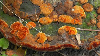 Phellinus robustus - safiri ahşap mantar bir bahçede yaşlı bir ağaç kütüğü üzerinde