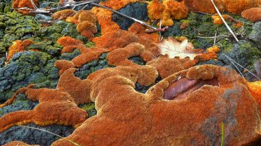 Phellinus robustus - safirtik ahşap mantar bir bahçede yaşlı bir meşe ağacının kütüğünde