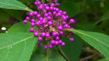 Beautyberry Callicarpa ikilemi - Odessa 'da bir parkta sonbaharda süslü bir çalılıkta mor meyveler.