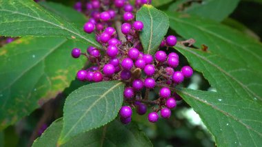 Beautyberry Callicarpa ikilemi - Odessa 'da bir parkta sonbaharda süslü bir çalılıkta mor meyveler.