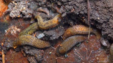 Limacus maculatus - Ukrayna 'da soğuk havada çürümüş yaşlı bir ağacın altında saklanan sümüklüböcekler.