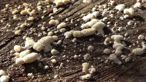 Bölünmüş solungaç mantarlı şizofreni komünü - çürümüş kütük üzerinde ahşap yok eden mantar türü