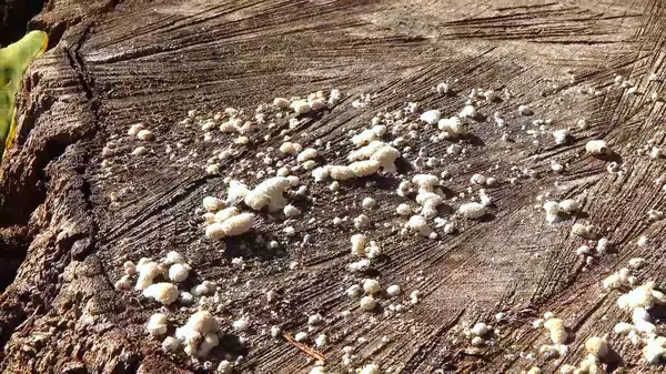 Bölünmüş solungaç mantarlı şizofreni komünü - çürümüş kütük üzerinde ahşap yok eden mantar türü