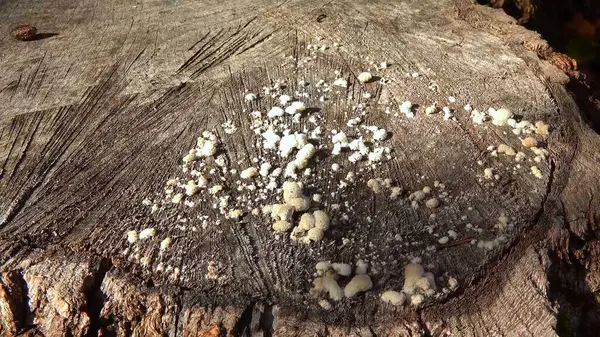 Bölünmüş solungaç mantarlı şizofreni komünü - çürümüş kütük üzerinde ahşap yok eden mantar türü