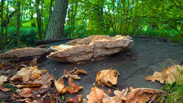 Kalın duvarlı labirent poliporu Fomitopsis quercina - Ukrayna 'nın bahçesindeki meşe ağacı kütüğünde safiri mantar.