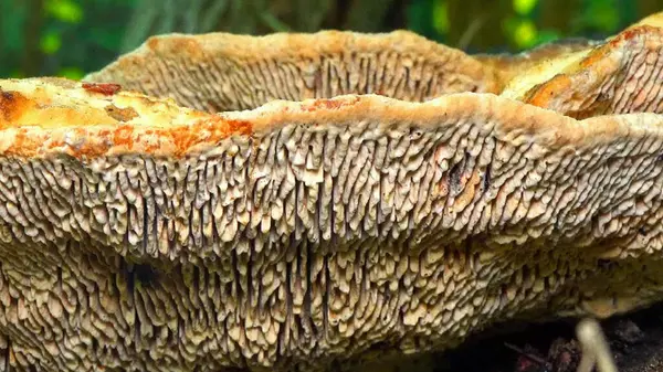 Kalın duvarlı labirent poliporu Fomitopsis quercina - Ukrayna 'nın bahçesindeki meşe ağacı kütüğünde safiri mantar.