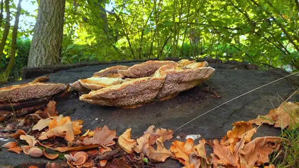 Kalın duvarlı labirent poliporu Fomitopsis quercina - Ukrayna 'nın bahçesindeki meşe ağacı kütüğünde safiri mantar.