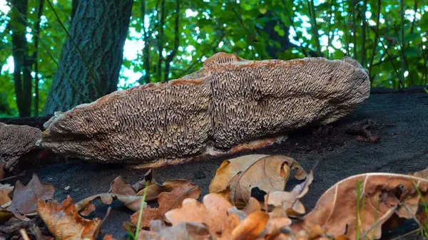 Kalın duvarlı labirent poliporu Fomitopsis quercina - Ukrayna 'nın bahçesindeki meşe ağacı kütüğünde safiri mantar.