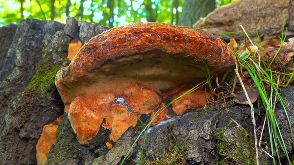 Phellinus Robustus - Ukrayna 'da bir bahçede yaşlı bir meşe ağacının üzerinde saprofitik ahşap mantar.