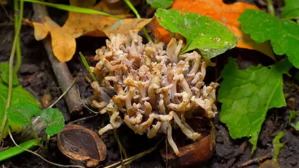 Küllü mercan mantarı Clavulina cinerea. Odessa, Ukrayna 'da bir bahçede yetişen tıbbi mantar.