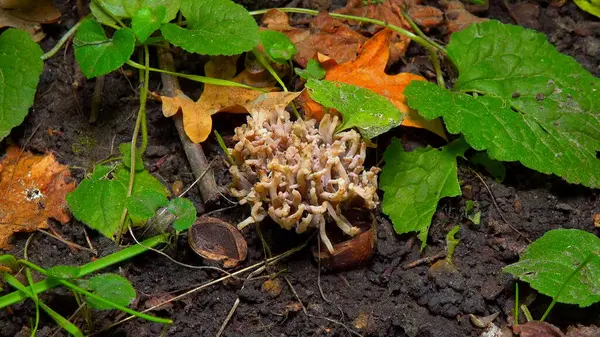 Küllü mercan mantarı Clavulina cinerea. Odessa, Ukrayna 'da bir bahçede yetişen tıbbi mantar.