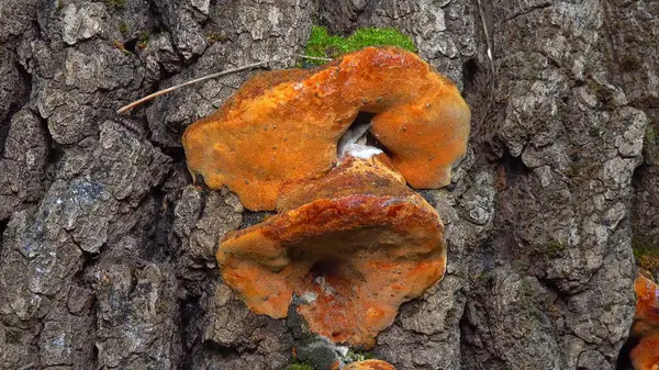 Phellinus robustus - safirtik ahşap mantar bir bahçede yaşlı bir meşe ağacının kütüğünde