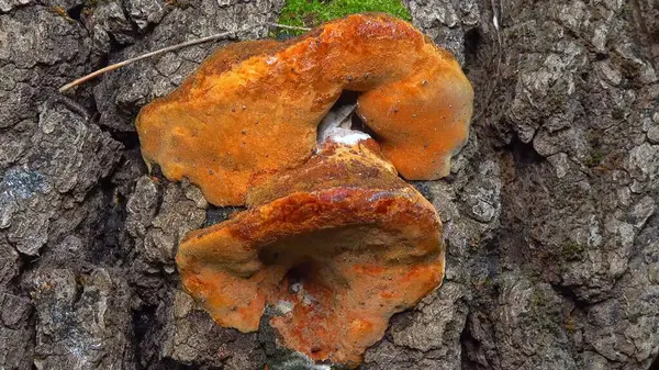 Phellinus robustus - safirtik ahşap mantar bir bahçede yaşlı bir meşe ağacının kütüğünde