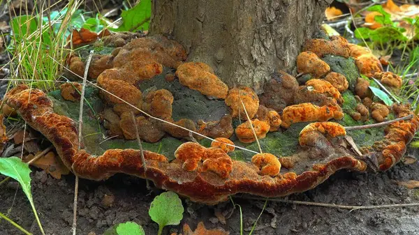 Phellinus robustus - safiri ahşap mantar bir bahçede yaşlı bir ağaç kütüğü üzerinde