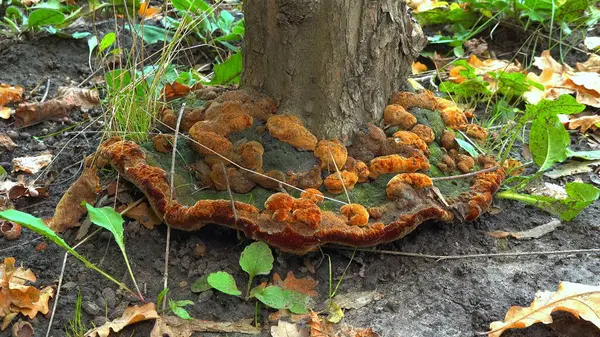 Phellinus robustus - safiri ahşap mantar bir bahçede yaşlı bir ağaç kütüğü üzerinde