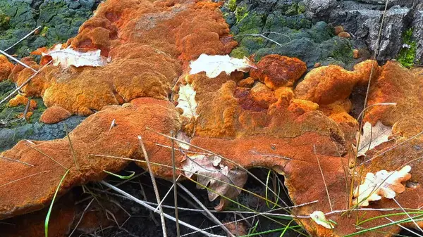 Phellinus robustus - safirtik ahşap mantar bir bahçede yaşlı bir meşe ağacının kütüğünde