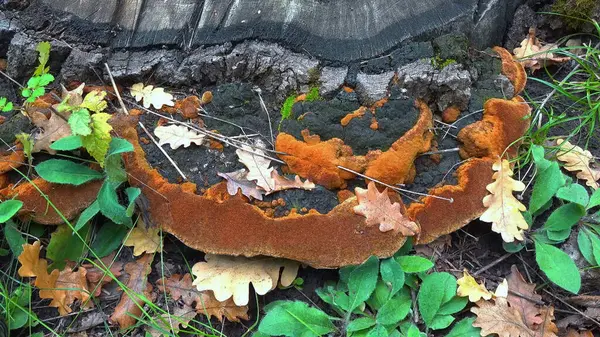 Phellinus robustus - safirtik ahşap mantar bir bahçede yaşlı bir meşe ağacının kütüğünde
