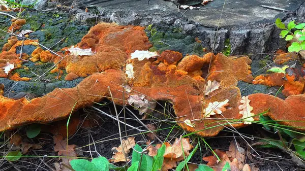 Phellinus robustus - safirtik ahşap mantar bir bahçede yaşlı bir meşe ağacının kütüğünde