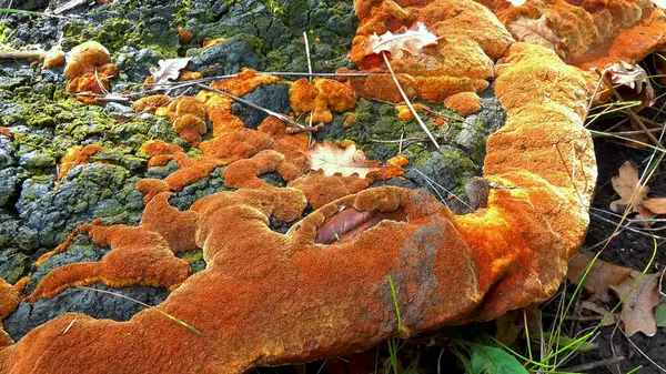 Phellinus robustus - safirtik ahşap mantar bir bahçede yaşlı bir meşe ağacının kütüğünde